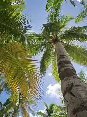 An upward perspective shot of palm trees against a clear blue sky with a few fluffy white clouds. The strong sunlight creates a bright and vibrant image.
