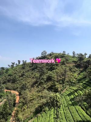 A scenic view of a green hillside with rows of plants, perhaps tea bushes, under a blue sky. The text overlay reads 'Teamwork' in a pink bubbly font.