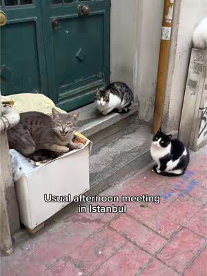 The image shows an outdoor scene in an urban setting. Three cats are present: one sitting on a step, one on a box, and another on the floor. The background features a green door and a brick-paved area. There is a box in the foreground, the cat in the box seems to be yawning. The overall composition suggests a candid moment in an alley.