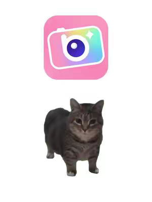 The cover image features a cat with a filter logo on the top. The cat is gray and white, standing. Above the cat is a pink square with a camera and colored star graphic.