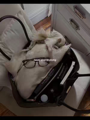 An overhead shot showing a fluffy white cat curled up inside a black bag or container alongside glasses and stationery. The background includes a white dresser.