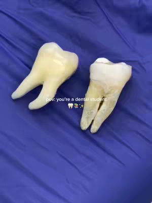 Two teeth are laid on a blue surface. The teeth are of a yellow and off-white color. The surface is a solid blue. The composition is a top-down shot.