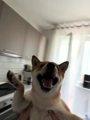 A smiling Shiba Inu dog is held up towards the camera, with the background showing a kitchen setting. The dog is in mid-air, with its front paws tucked in and rear paws dangling, showcasing its excited, playful expression. The background reveals elements of a kitchen, illuminated by natural light from a window.