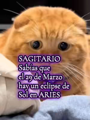 The cover image features an orange cat with a distressed expression. Text overlays in a purple gradient ask if the viewer, if they are a Sagittarius, knows about the upcoming solar eclipse on March 29th.
