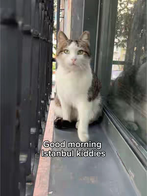 A cat is sitting on a window ledge with text that says Good morning Istanbul kiddies.