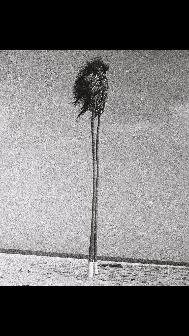 A black and white image of two tall, slender palm trees set against a bright, cloudy sky. The trees are in the center of the frame. They have long, thin trunks, appearing nearly parallel and topped with slightly blurred, windblown fronds. The ground below appears to be a sandy or barren landscape extending to the horizon line, while the sky occupies the majority of the image. The grainy texture and monochromatic palette contribute to a stark, melancholic atmosphere.