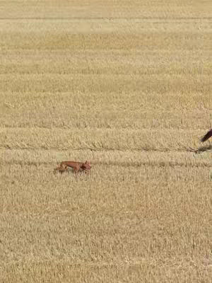 The cover image shows a vast, sunlit field of harvested crops. The ground is a mix of beige and brown, suggesting a stubble field post-harvest. In the middle ground, a small, brown dog is running. In the upper right corner, the hindquarters and tail of a horse can be seen, indicating movement. The composition makes use of natural light and lines to draw the eye, with the dog as the central element. The overall tone is warm and natural.