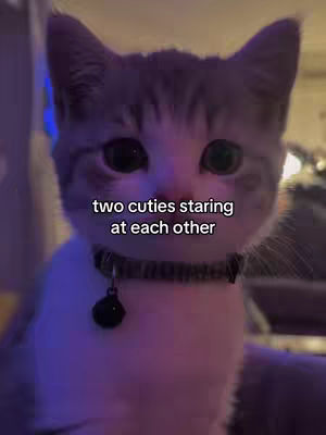A close-up shot of a gray and white cat. The cat has large, round eyes and is wearing a black collar with a small tag. The background is a blurry mix of purple and blue light.