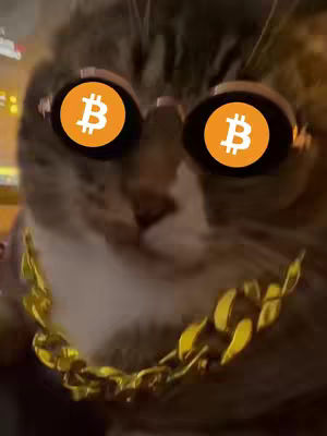 A cat wearing sunglasses with bitcoin symbols on the lenses and a gold chain necklace. The cat is in a somewhat blurry setting with lights in the background.