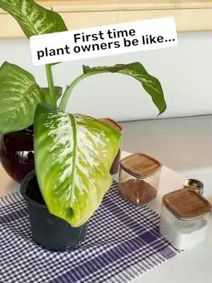 The image showcases a houseplant, specifically a Dieffenbachia, in a decorative pot. A text overlay suggests that the image relates to the struggles of first-time plant owners. Arranged on a checkered cloth are jars with lids, suggesting a kitchen or countertop setting.