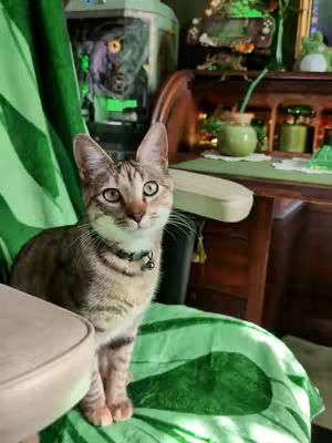 A domestic cat gazes directly at the camera while seated on a bright green chair. The chair is adorned with a soft, patterned green fabric that resembles large leaf shapes. The cat has a tabby pattern with brown and beige fur, green eyes and a collar with a small bell. Behind the cat, a desk space is partially visible, showcasing a dark wooden roll-top desk with decorative items and a gaming PC.