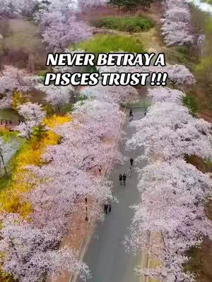 An aerial shot of a road winding through a park lined with trees in full pink bloom. The trees frame the road, creating a natural tunnel effect. Several people are walking on the road.