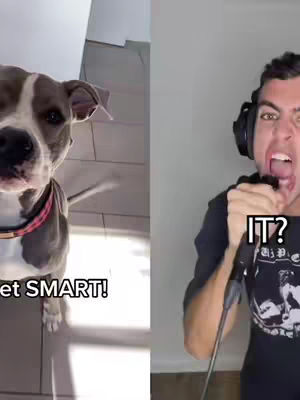 A split-screen image. The left side shows a dog looking up at the camera with the text 'Get SMART!' at the bottom. The right side features a person singing into a microphone, mouth open wide, with the text 'IT?' at the bottom.