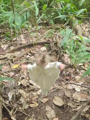 A person in a white outfit is jumping with their arms outspread in front of a dense, green forest background. The person's head is slightly obscured and their white garment appears to be flowing as they jump or float. Surrounding them, the forest floor has fallen leaves and scattered wood, accented by the green leaves of the plants.