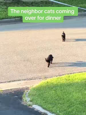 Two black cats walking on an asphalt road towards the camera; green grass at the right of the image.