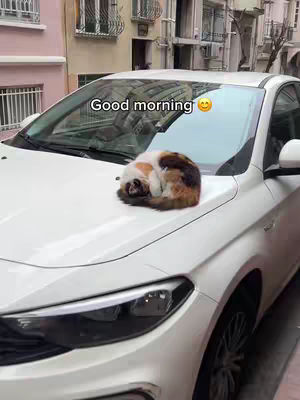 A white car is parked on a city street. A calico cat is curled up asleep on the hood of the car. The background includes buildings with windows and balconies.