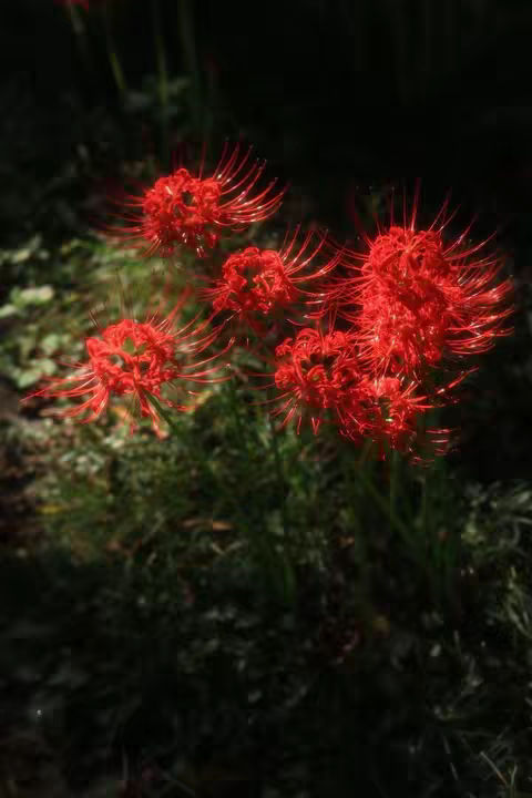 The image showcases a close-up of several vibrant red spider lilies, their delicate, spidery petals radiating outwards. The flowers are the focal point, set against a dark, shadowy background that emphasizes their bright color. The stems and leaves are visible adding depth and texture to the composition.