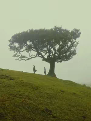 The image showcases two silhouetted figures standing beneath a large tree on a grassy hill against a misty sky. The tree, central to the composition, has a broad, textured canopy. The hill slopes gently towards the viewer. The color palette is muted, dominated by greens and grays, and the overall effect is atmospheric and serene.