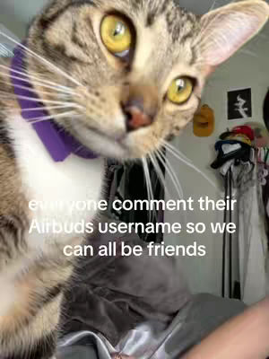 Close-up shot of a tabby cat gazing towards the camera. The cat has large, yellow eyes and a pink nose. It wears a purple collar, with text overlaid in white at the bottom, requesting viewers to comment their Airbuds username to make new friends. The background is blurred, with hints of a room in the background.