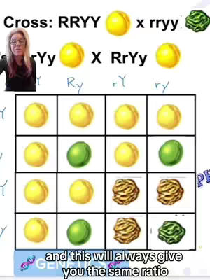 The cover image shows a woman presenting genetics concepts. A Punnett square is displayed, with visual representations of alleles and genotypes. The color scheme is light, with clear, educational elements and the presenter in the upper left corner.