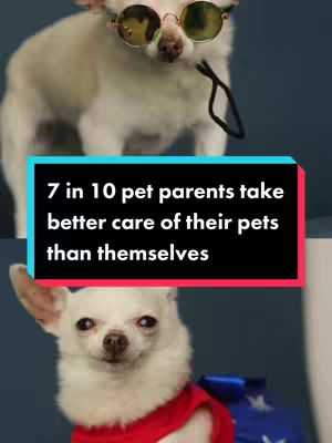 The image features two white chihuahuas with overlaid text. The top chihuahua wears sunglasses. The bottom dog is wearing a red cape. A text box states "7 in 10 pet parents take better care of their pets than themselves". The background is a solid teal color.