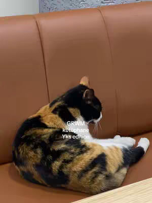 A cat is curled up on a brown leather couch, the cat is black and orange with white patches and the couch has vertical seams.