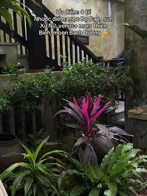 An outdoor shot featuring lush greenery and architectural elements. Dark wooden stairs ascend in the background, while various plants with different shades of green and a splash of vibrant pink from a central plant add a visually appealing contrast. The overall composition is well balanced and offers a sense of a natural, inviting space.
