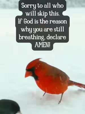 A bright, close-up shot features a vibrant red cardinal perched in the snow. The bird is the focal point, with its sleek, red feathers standing out against the white background. A black, blurred shape is in the lower left and a text overlay in a dark shape at the top adds a direct message in contrasting white font.