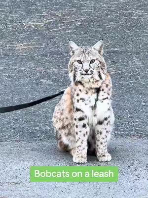 A bobcat on a leash is the main focus, sitting on a textured gray surface, likely pavement. The bobcat is in full view, well-groomed with its distinctive spotted coat. A black leash extends from its side. In the foreground, near the bottom edge, is a green rectangular text overlay that says 'Bobcats on a leash.' The composition emphasizes the contrast between the wild animal and the domesticated setting.