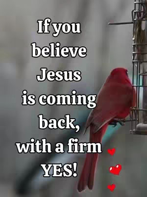 The image is a vertical composition featuring a red cardinal perched on a bird feeder, with overlayed white text that reads, 'If you believe Jesus is coming back, with a firm YES!' Three small red hearts are placed below the text. The background appears blurred, suggesting an outdoor setting.