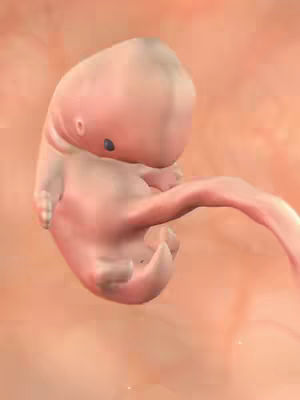 An anatomical rendering presents a developing human embryo or fetus, shown in a three-quarters view. The figure is a pale, fleshy pink color, with a rounded head at the top, a small dark spot representing an eye, and an arm extending to the right. The body, shaped generally like a curved comma, floats in a soft, warm pink backdrop, suggesting the inside of a womb.